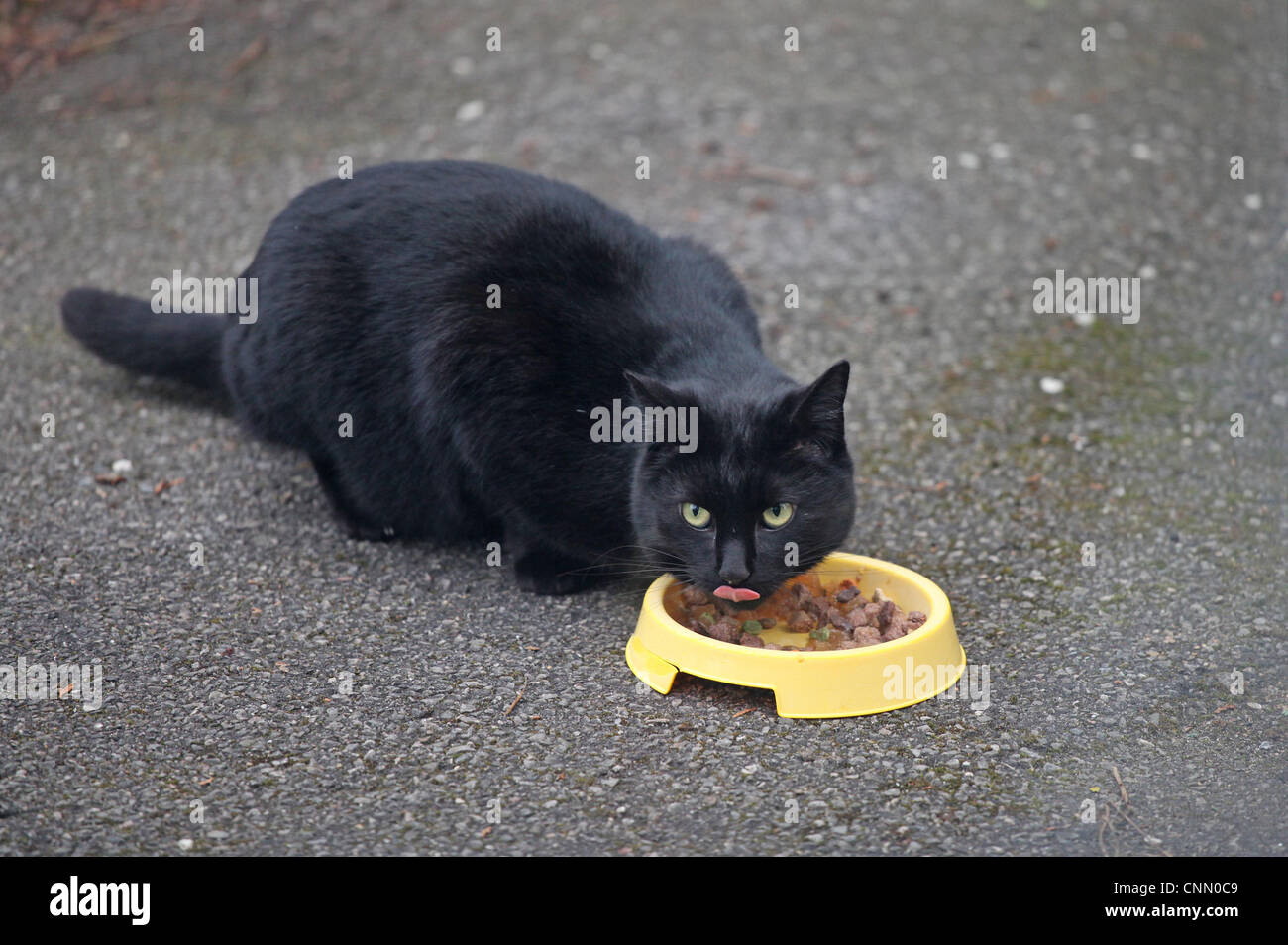 Black ferel cat being fed in a garden Stock Photo