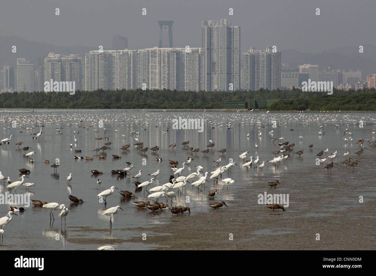 View estuary mixed flock egrets ducks gulls waders incoming tide Shenzhen City background Mai Po Nature Reserve Hong Kong China Stock Photo