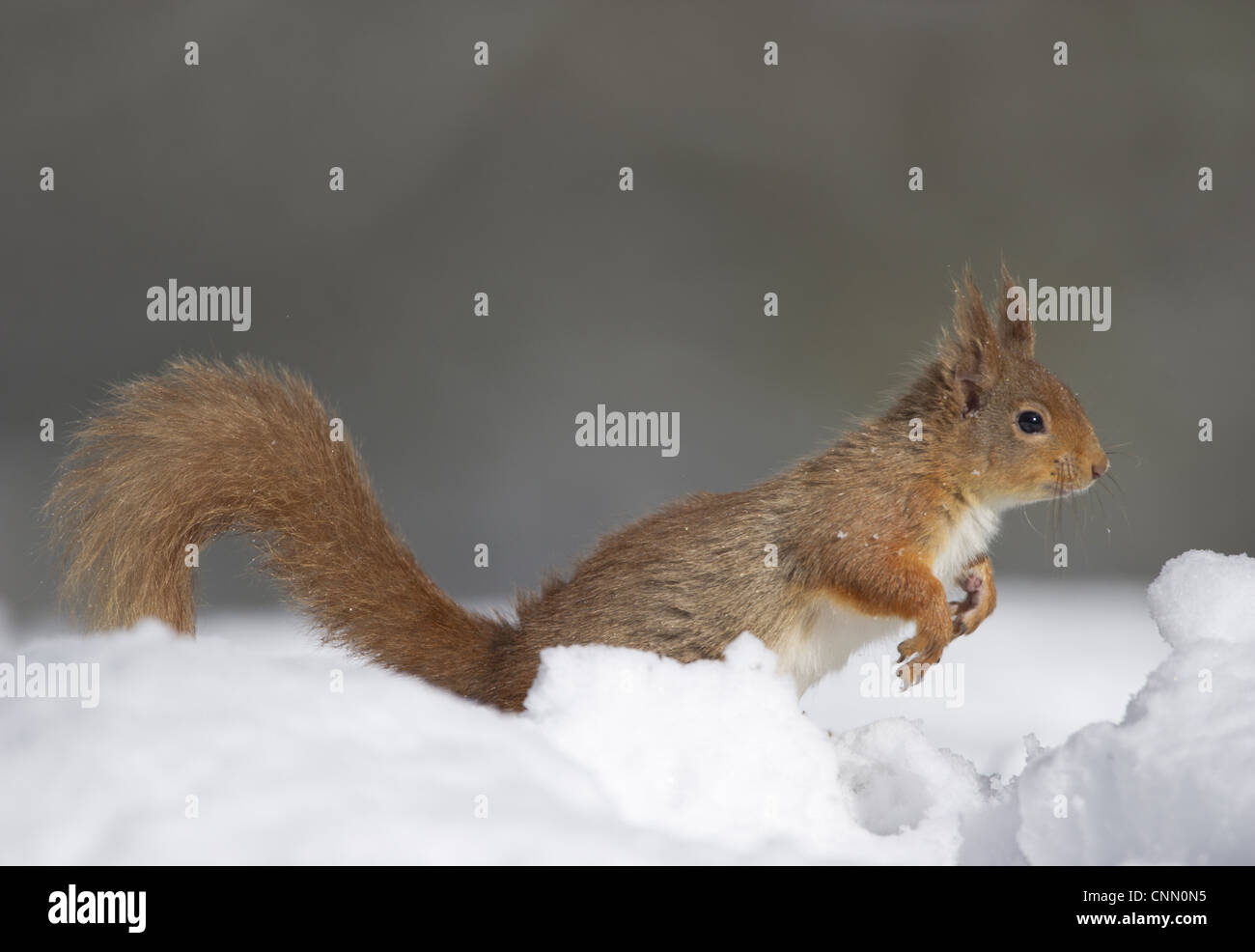 Eurasian Red Squirrel (Sciurus vulgaris) adult, leaping in deep snow, Cairngorm N.P., Highlands, Scotland, march Stock Photo