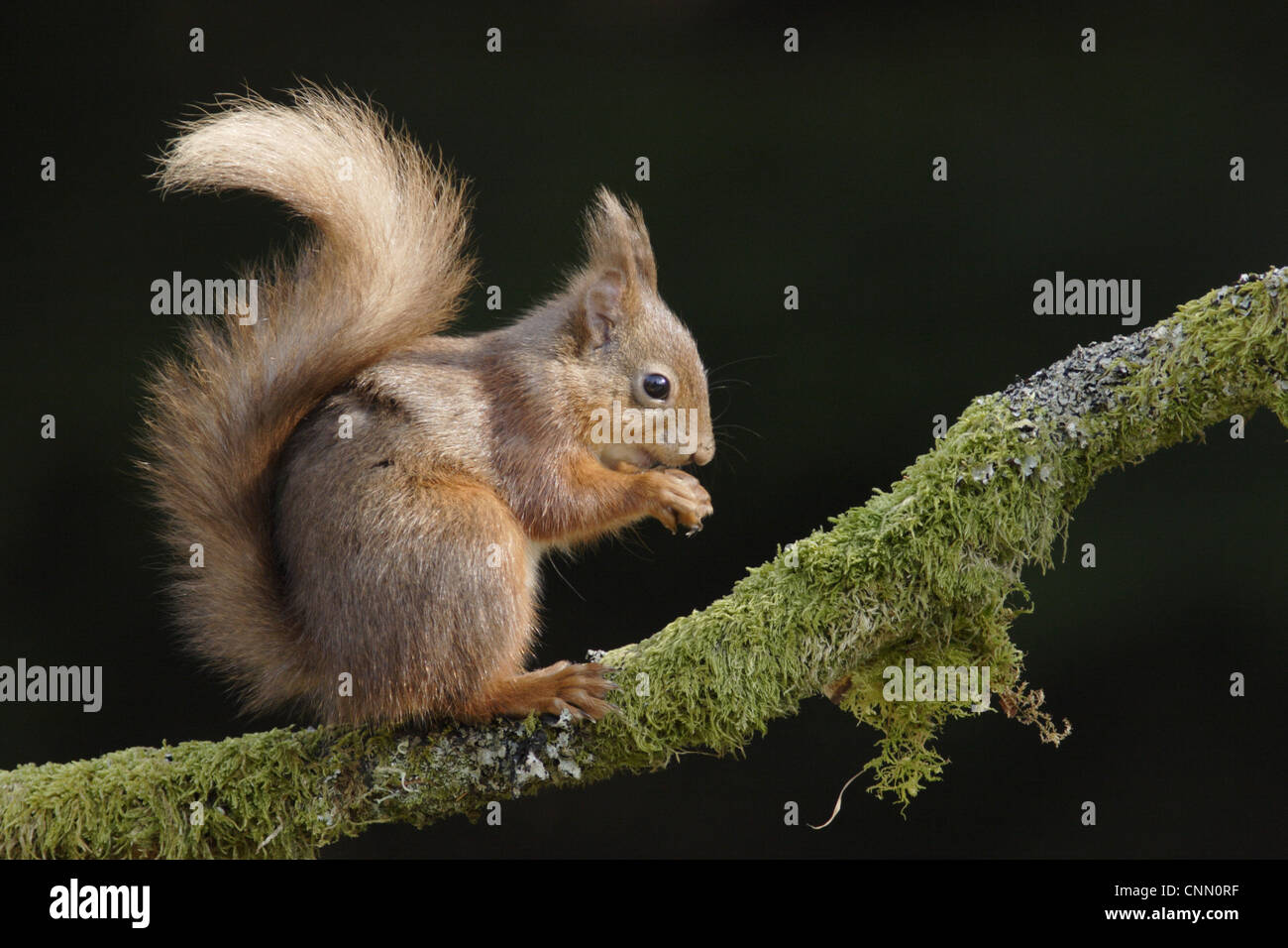 Eurasian Red Squirrel Sciurus vulgaris adult feeding hazelnut sitting