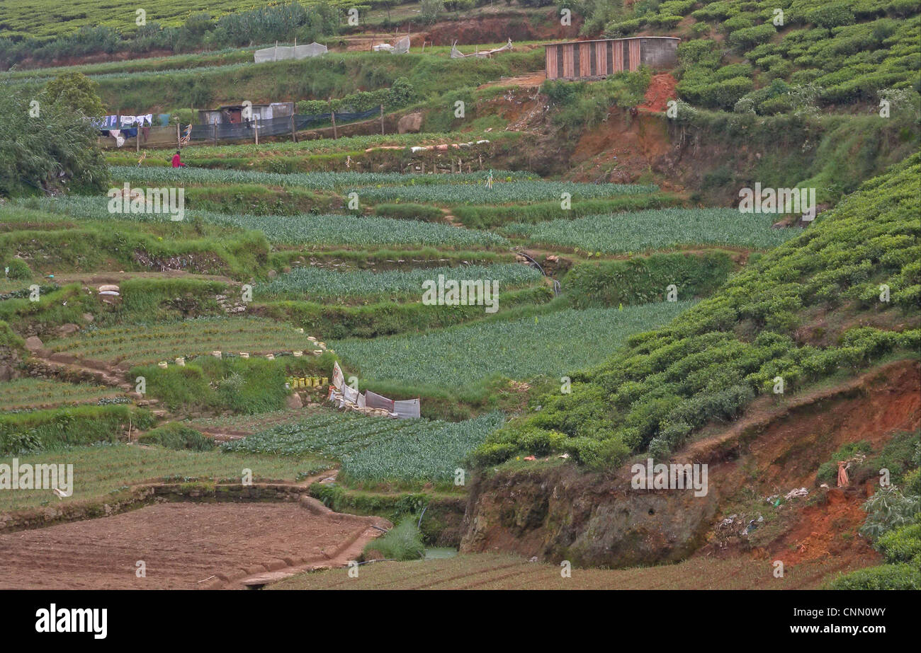 Small-scale market gardening fields, Nuwara Eliya, Central Highlands, Sri Lanka, december Stock Photo
