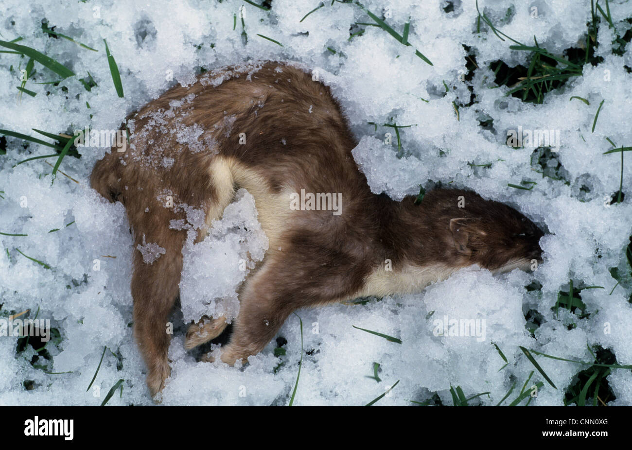 Stoat (Mustela erminea) dead adult, in snow, Derbyshire, England, winter Stock Photo