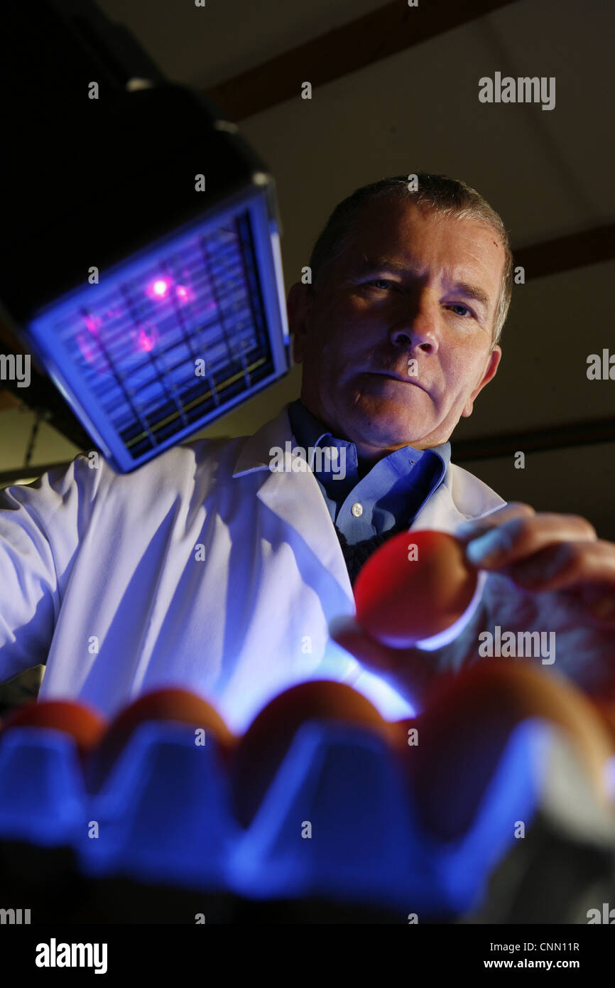 Inspector from DEFRA checks newly laid hens eggs for free range status Stock Photo