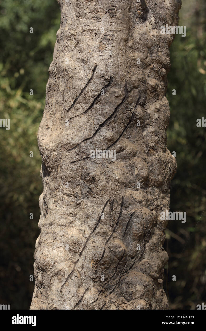 Indian Tiger (Panthera tigris tigris) scratch marks on tree trunk
