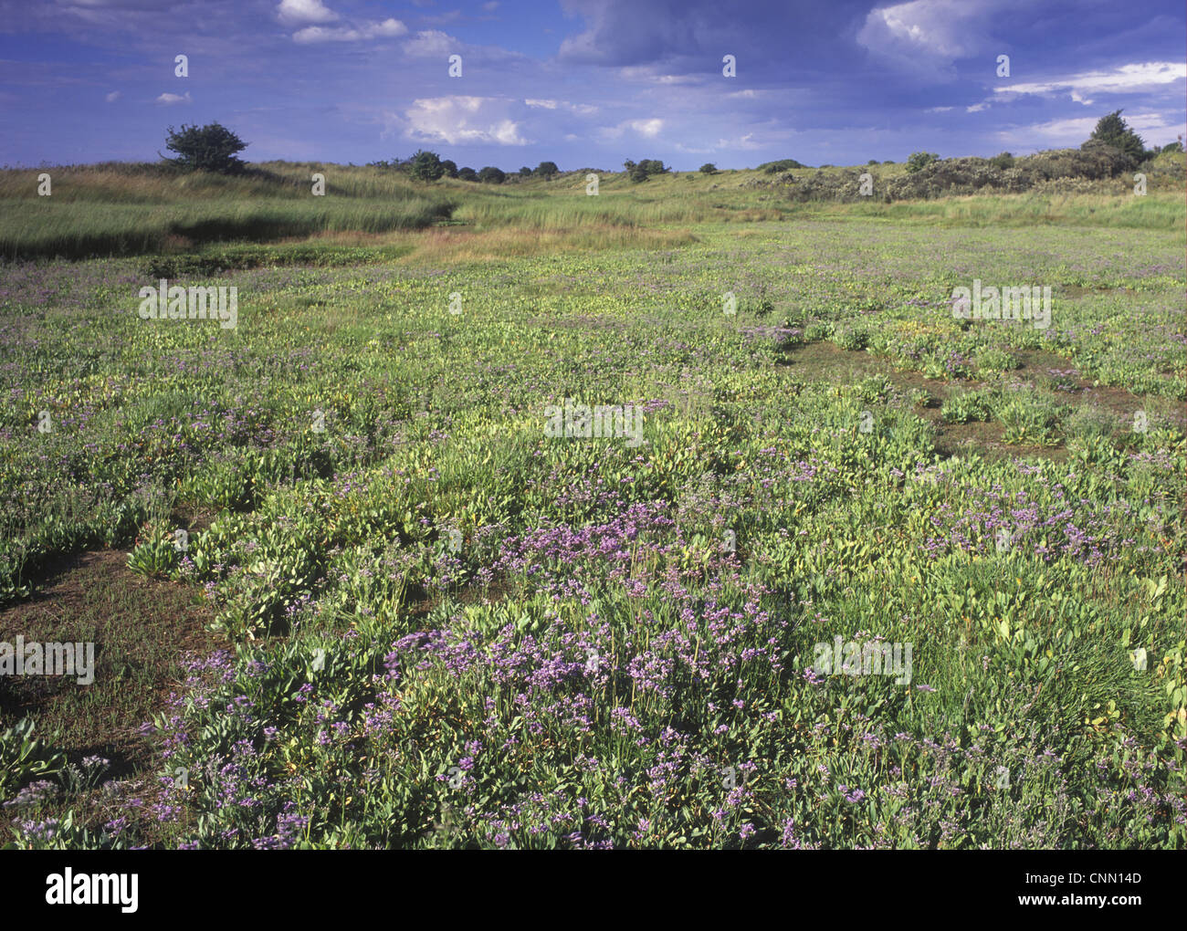 Old saltmarsh between dunes with Sea Lavender, coastal habitat