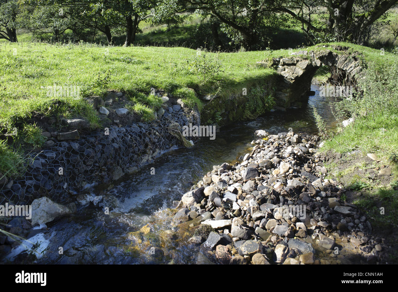 Repairs to riverbank to divert stream back under old packhorse bridge, Whitewell, Lancashire, England, october Stock Photo