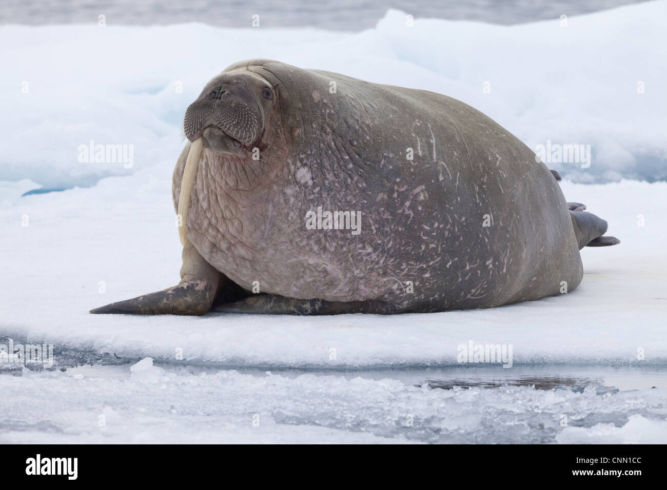 Atlantic Walrus (Odobenus rosmarus rosmarus) adult, with only one tusk, resting on ice floe, Spitsbergen, Svalbard, september Stock Photo