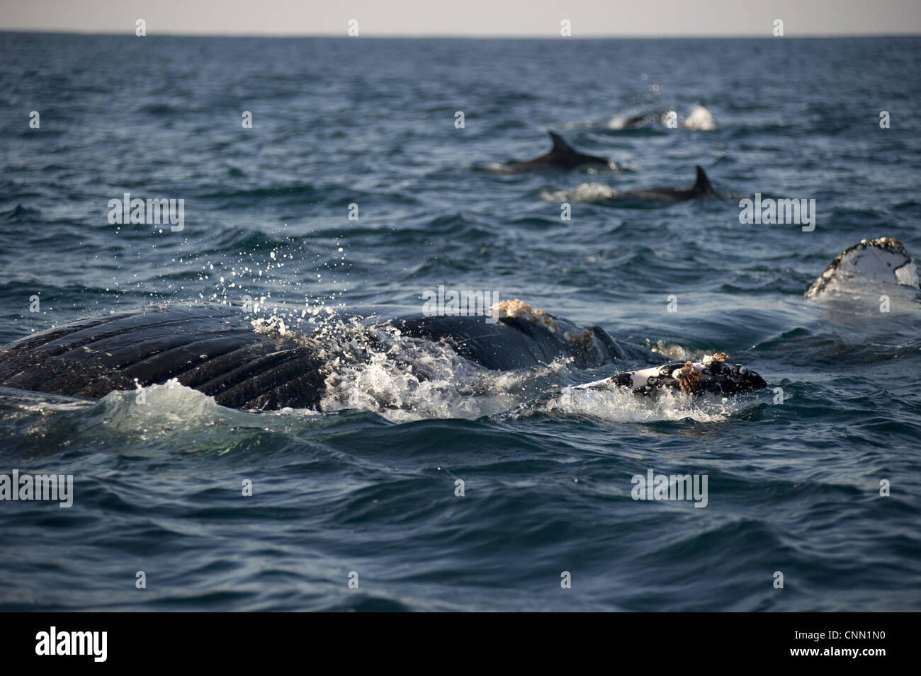 Humpback Whale Megaptera novaeangliae adult swimming surface sea Long-beaked Common Dolphins Delphinus capensis distance Stock Photo