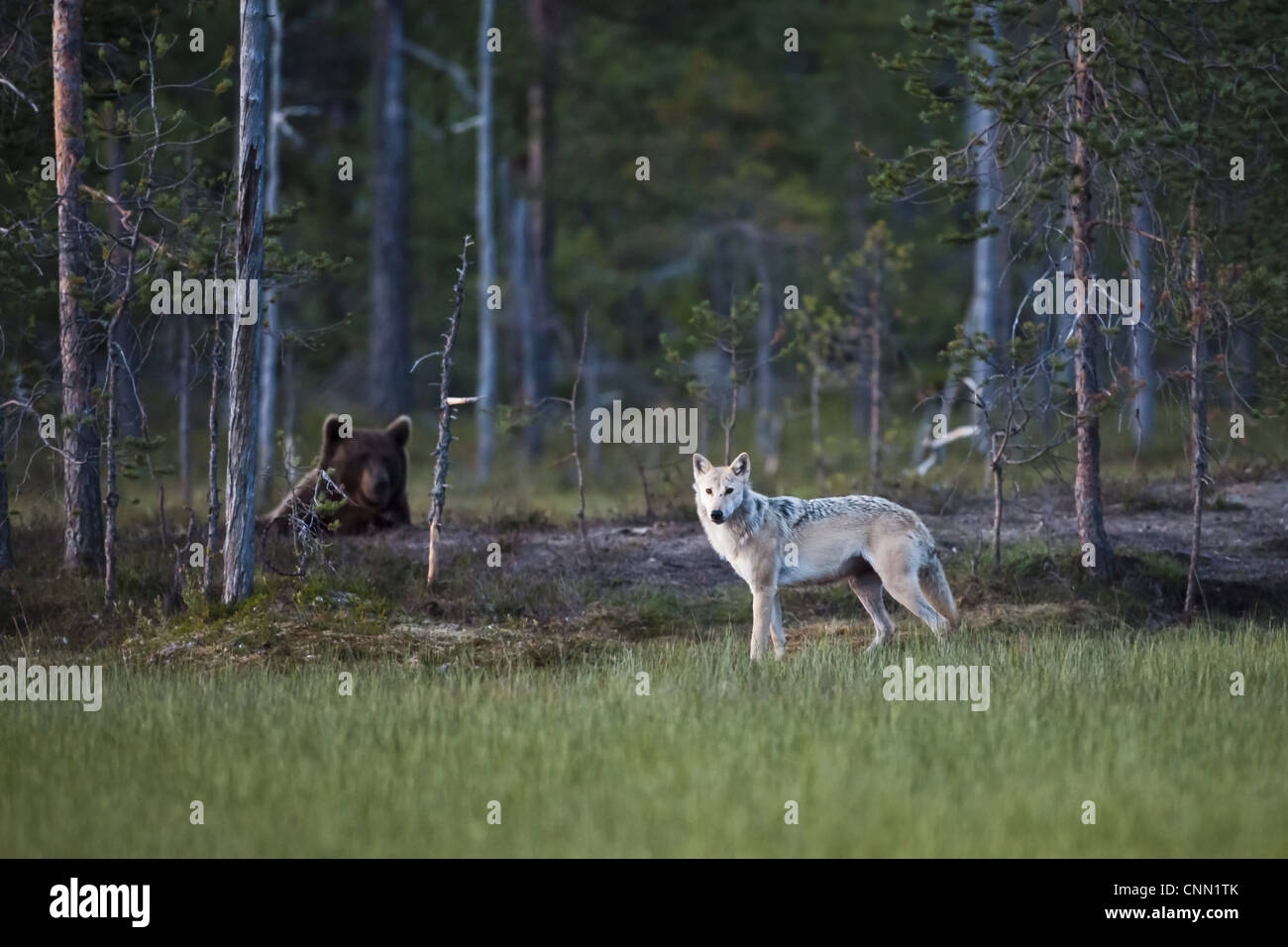European Wolf Canis lupus lupus European Brown Bear Ursus arctos arctos adults in coniferous forest habitat at dusk Finland july Stock Photo