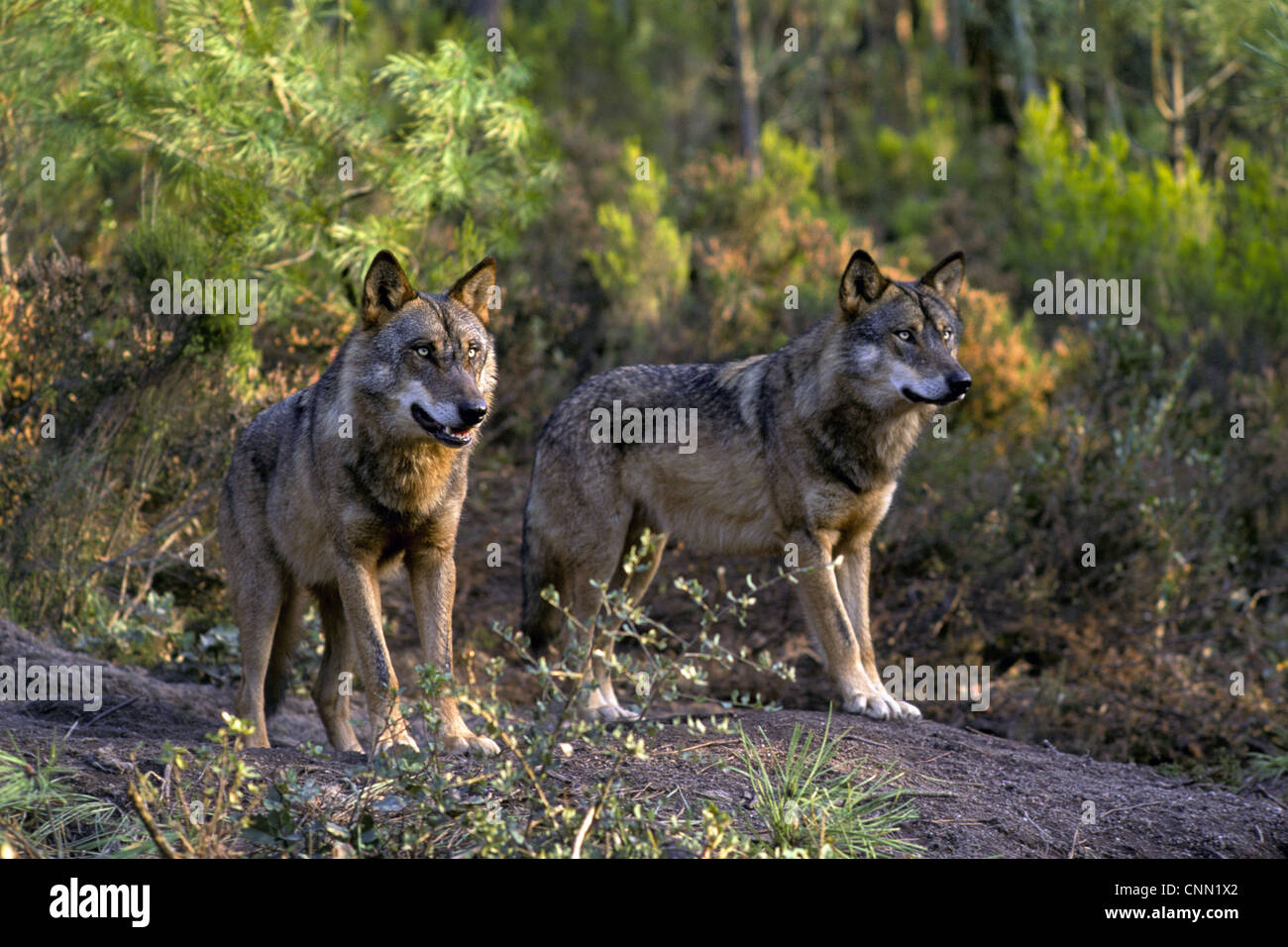 Iberian wolf portugal hi-res stock photography and images - Alamy