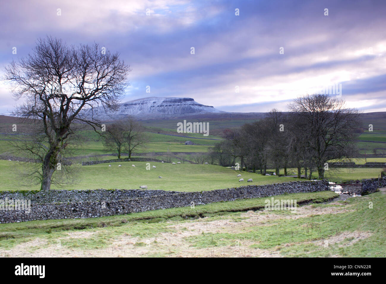 View bare trees drystone walls sheep grazing pasture fell after light ...