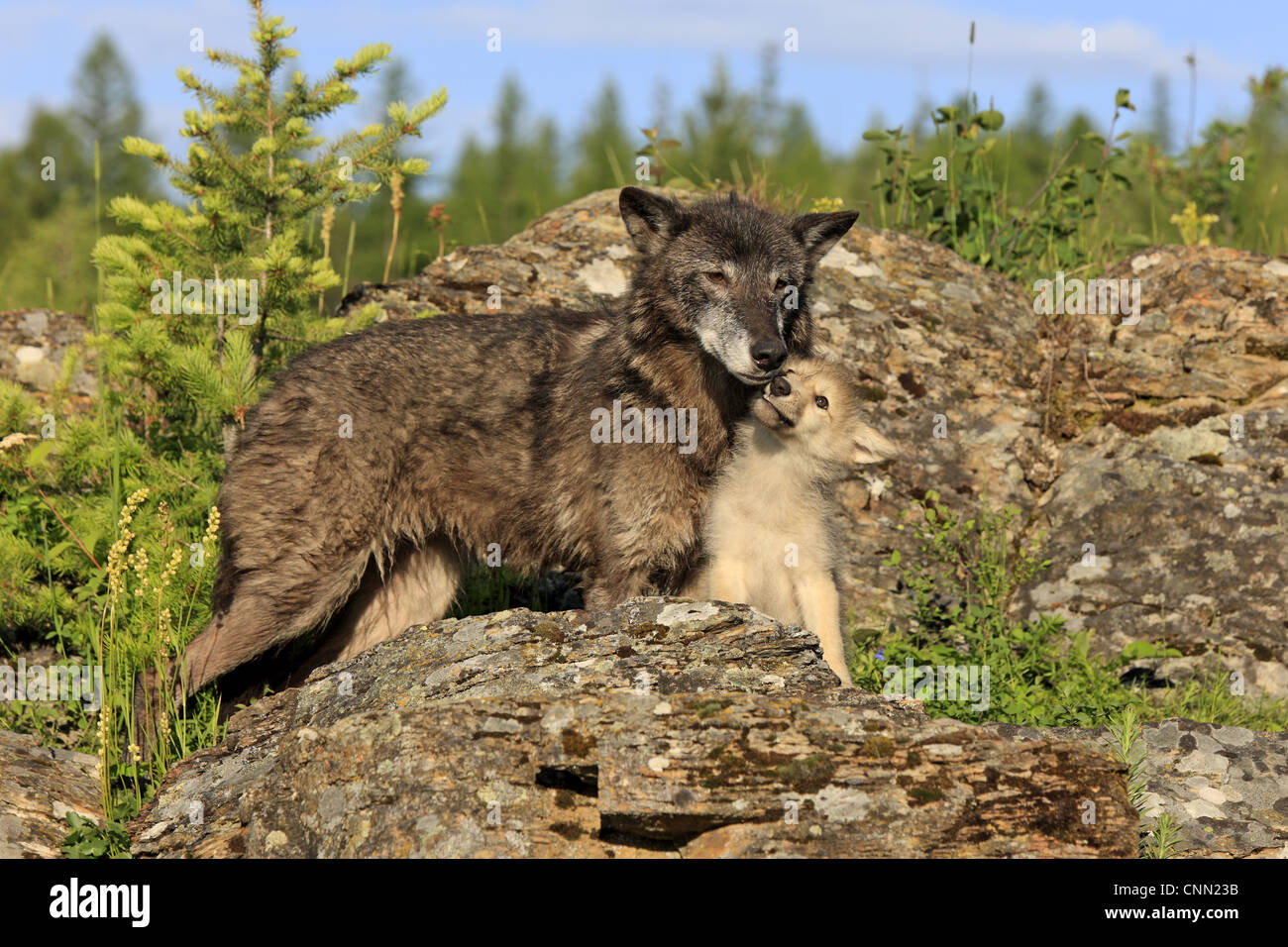 Timber Wolf Canis Lupus Adult Female With Eight Week Old Cub Begging For Food Amongst Rocks 