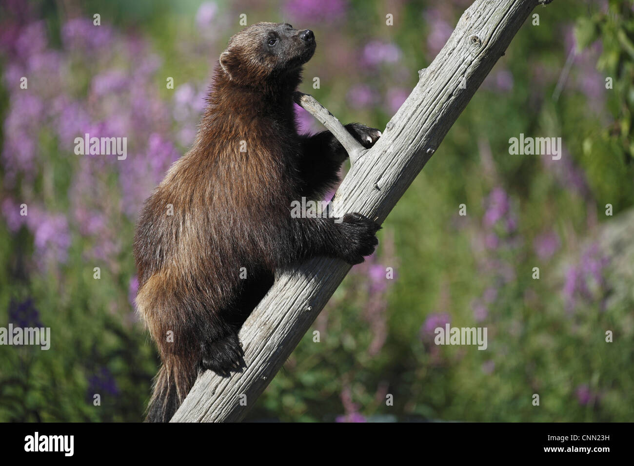 Wolverine (Gulo gulo) adult, climbing dead tree, Finland, july Stock