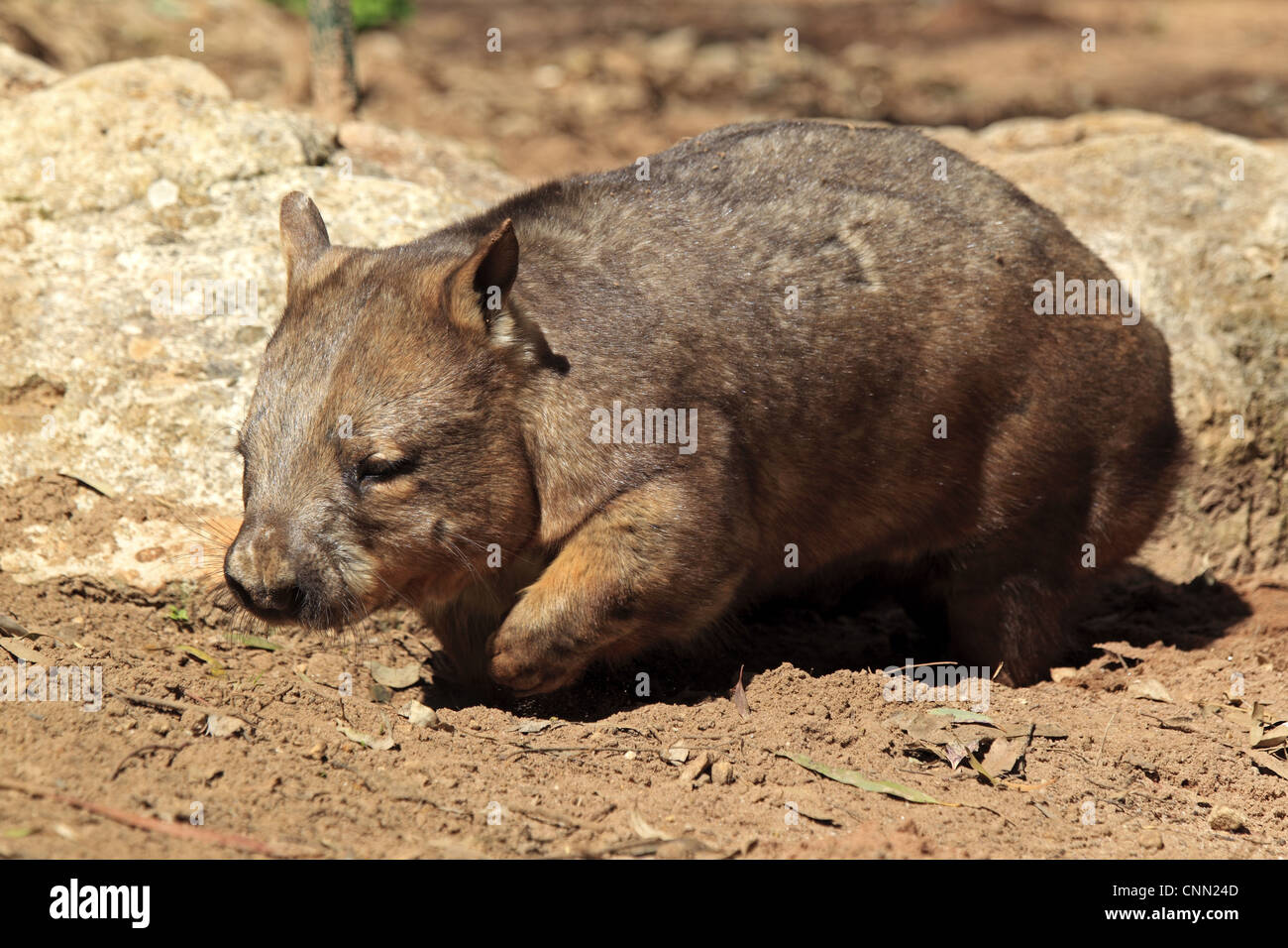 Southern Hairy-nosed Wombat (Lasiorhinus latifrons) adult, walking, South Australia, Australia Stock Photo