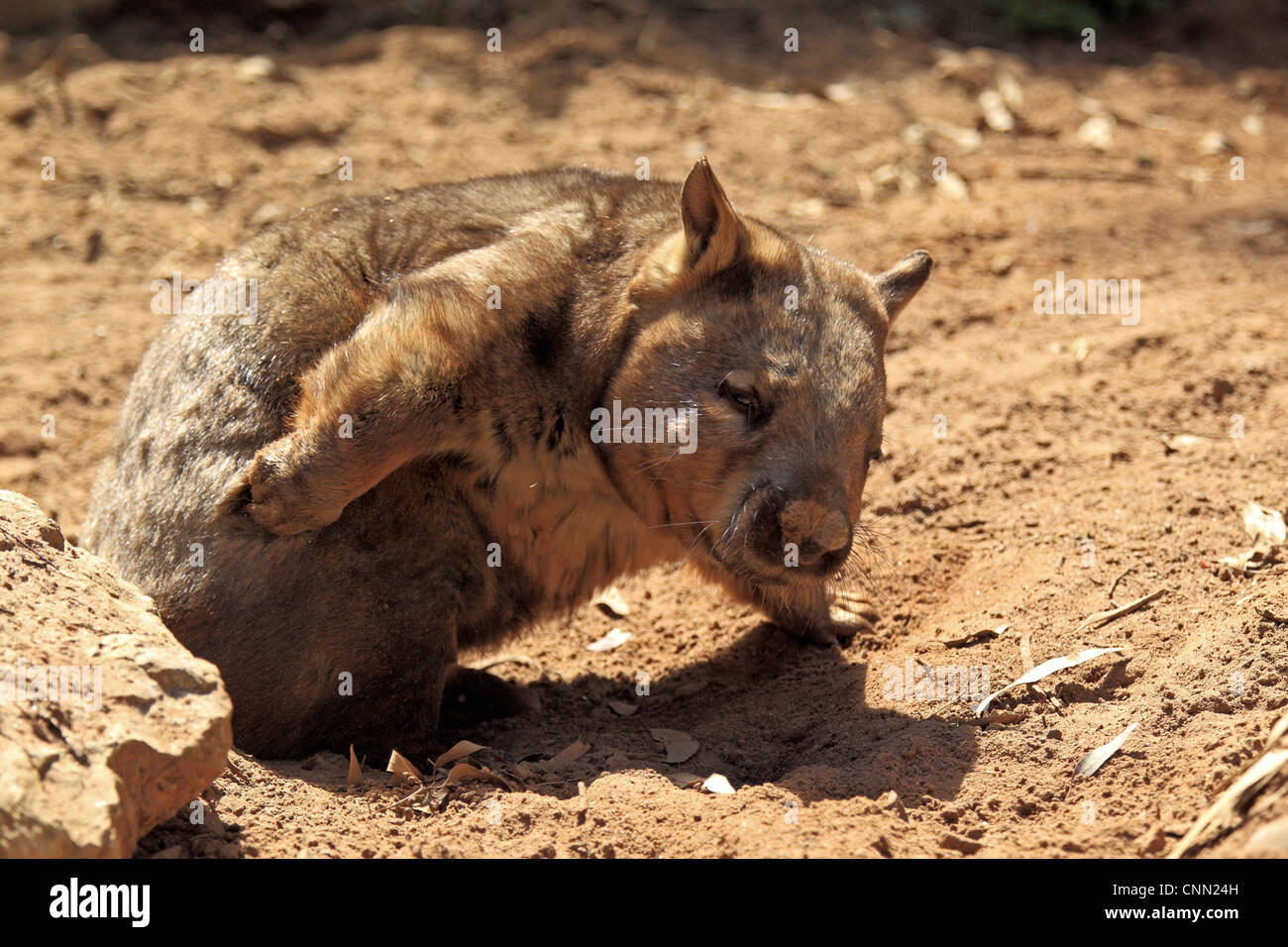 Southern Hairy Nosed Wombat Lasiorhinus Latifrons Adult Scratching South Australia 