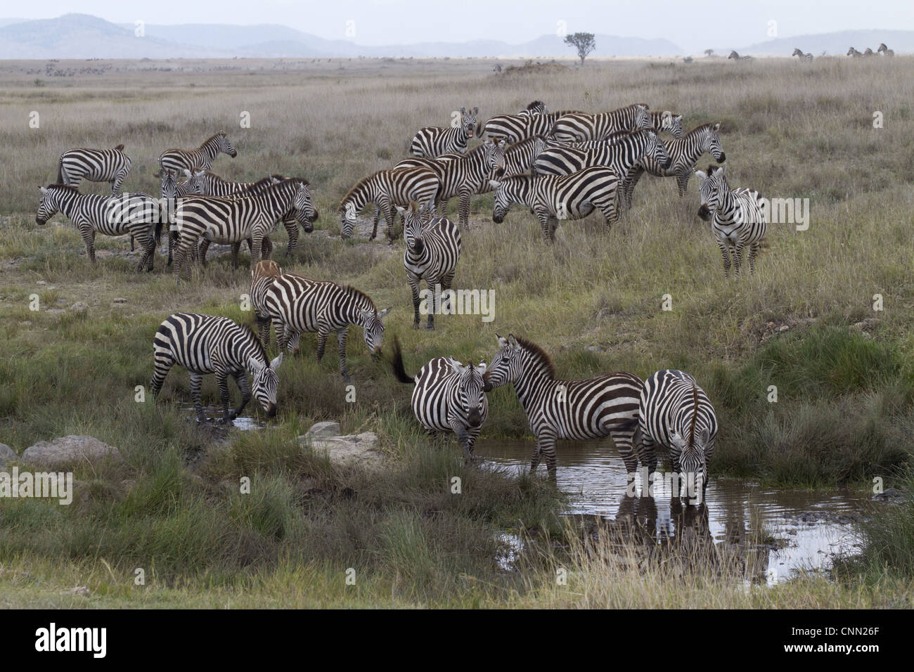 Zebra waterhole serengeti tanzania hi-res stock photography and images ...
