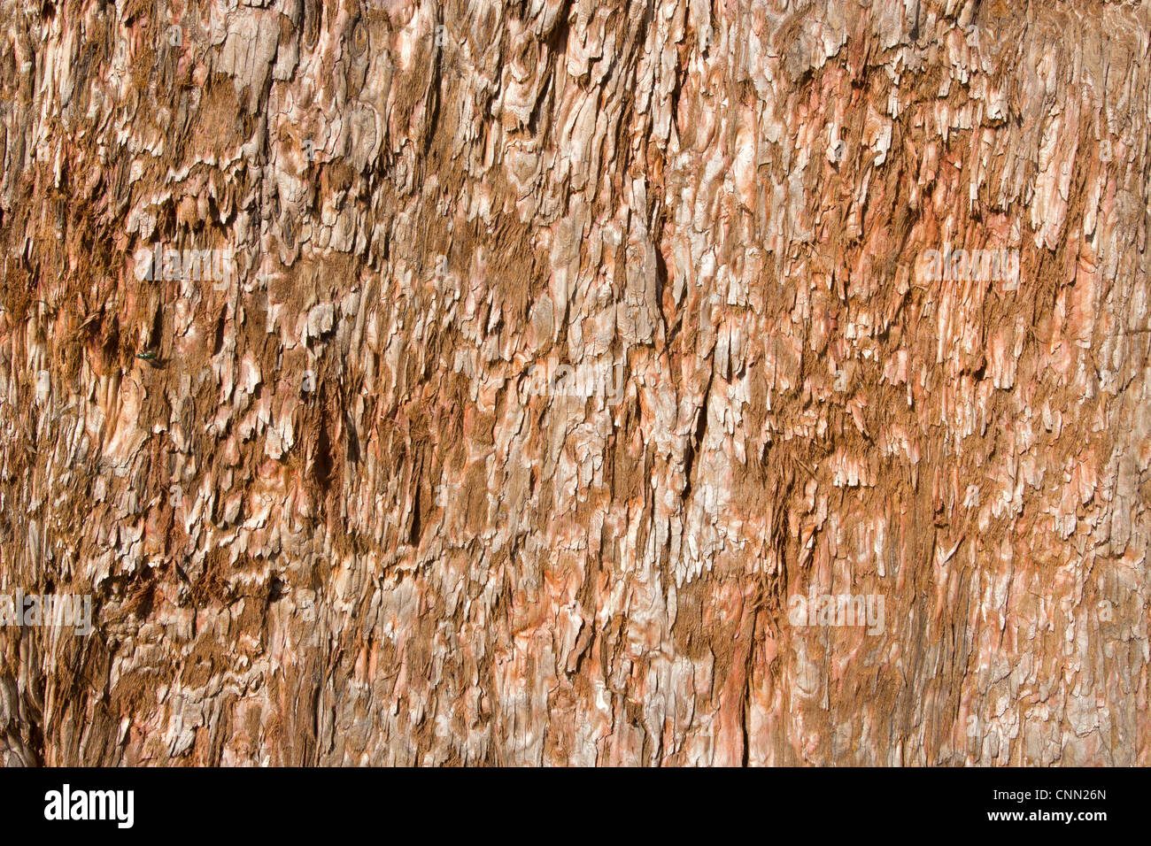 Tree bark close up natural abstract. Stock Photo