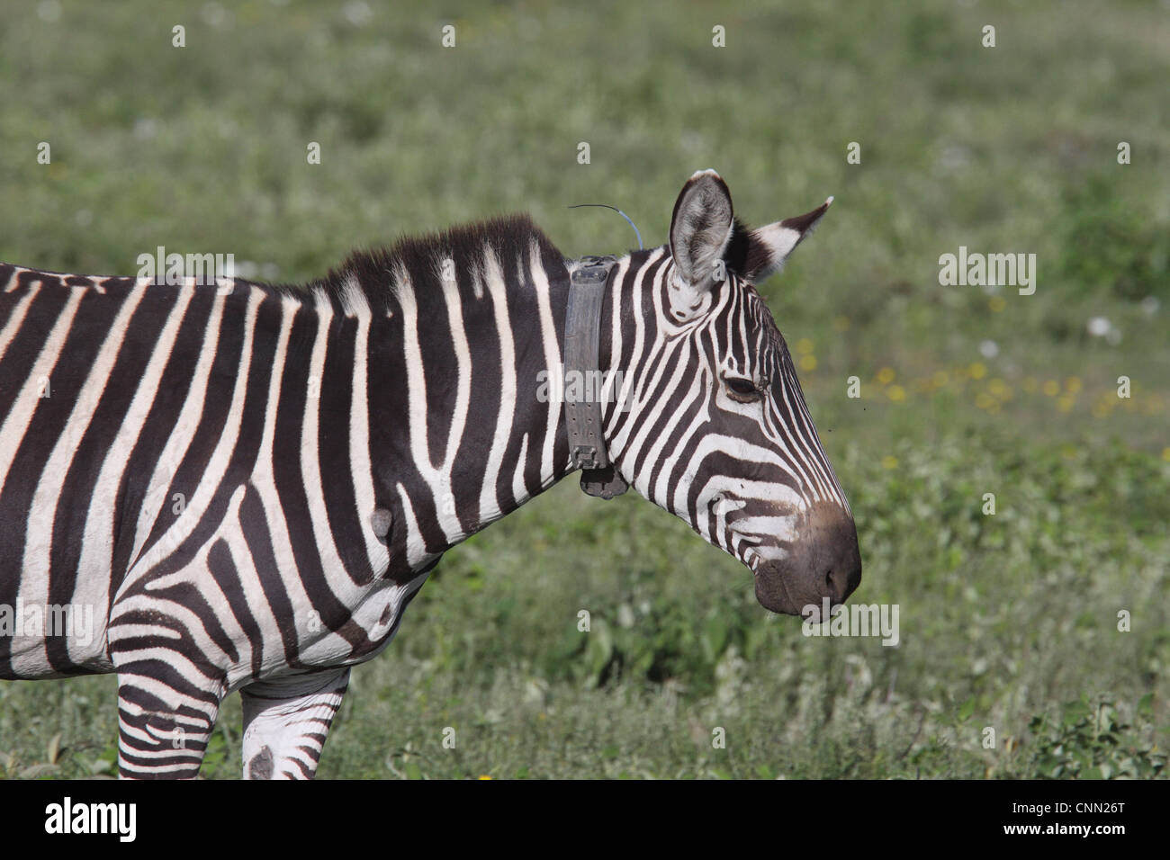 Grant's Zebra (Equus quagga boehmi) adult, wearing radio transmitter  collar, Serengeti, Tanzania Stock Photo - Alamy