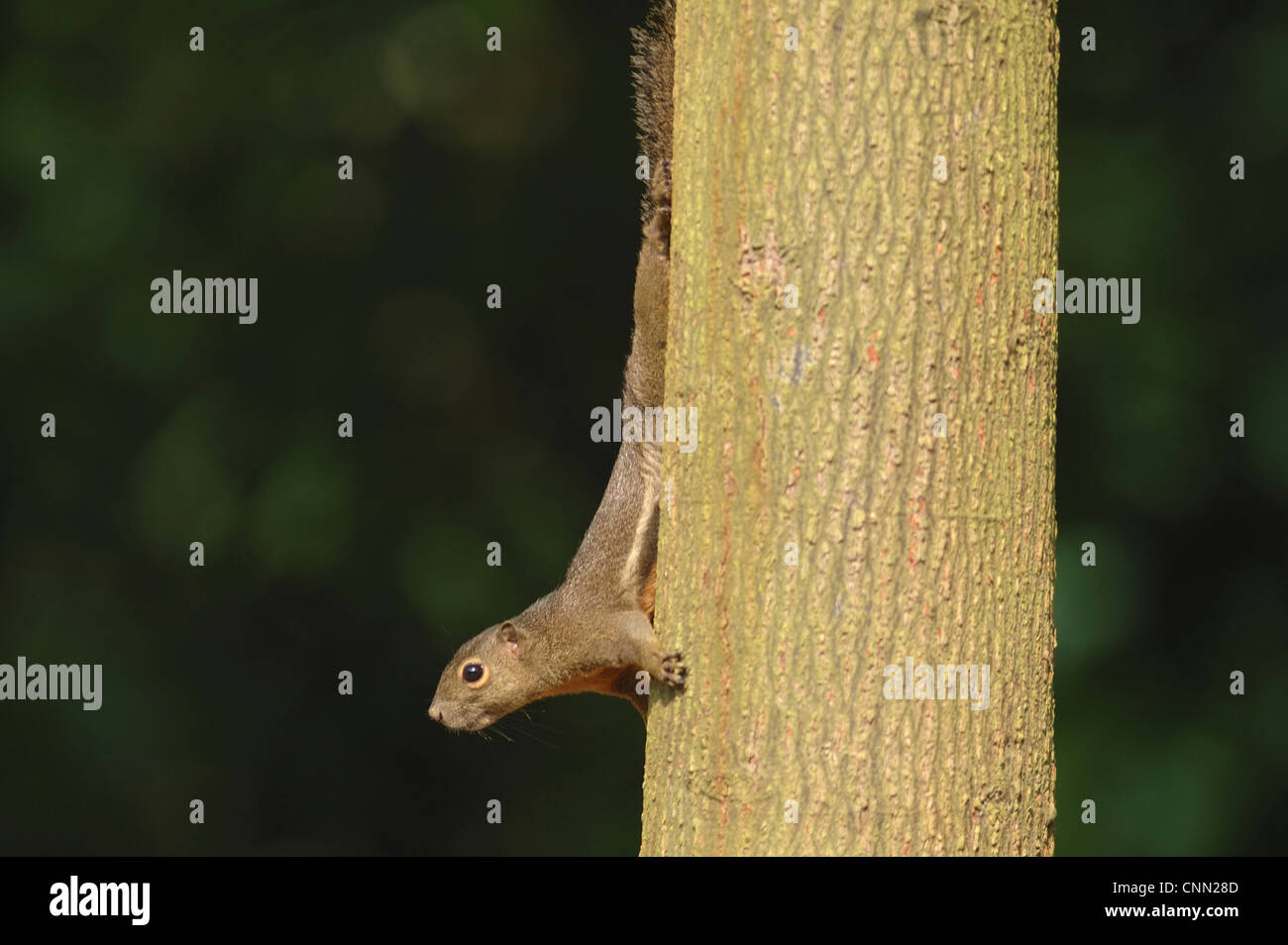 Plantain Squirrel (Callosciurus notatus) adult, decending tree trunk in park, Singapore, august Stock Photo
