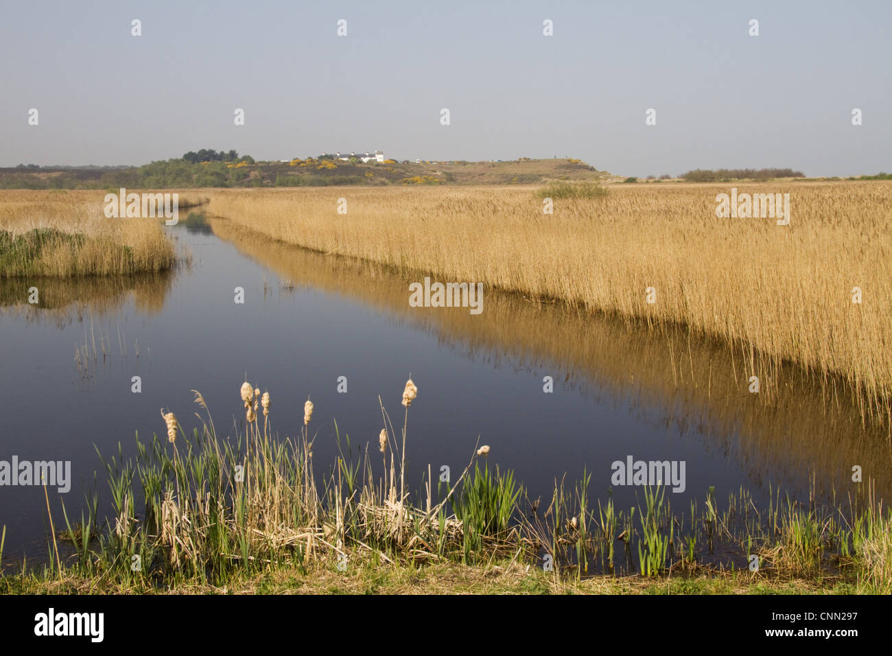 European Reed Beds View coastal wetland habitat reedmace reedbeds looking towards Dunwich ...