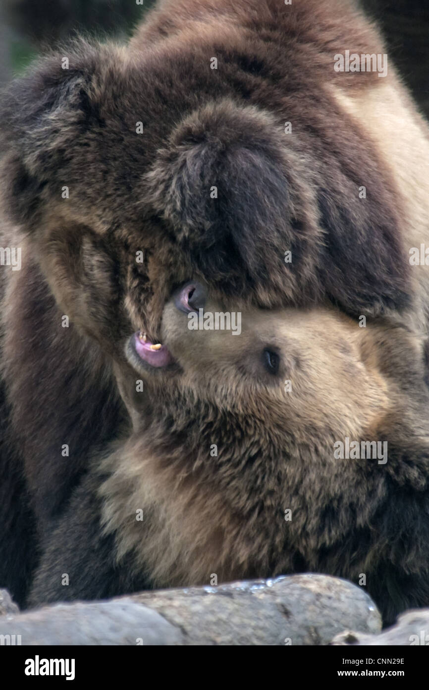Tibetan Bear (Ursus arctos pruinosus) two adults, play-fighting, Animals Asia Rescue Centre, Chengdu, Sichuan, China, april Stock Photo