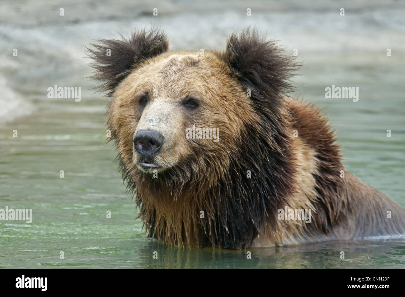 Tibetan Bear Ursus arctos pruinosus adult close-up head in water Animals Asia Rescue Centre Chengdu Sichuan China april Stock Photo