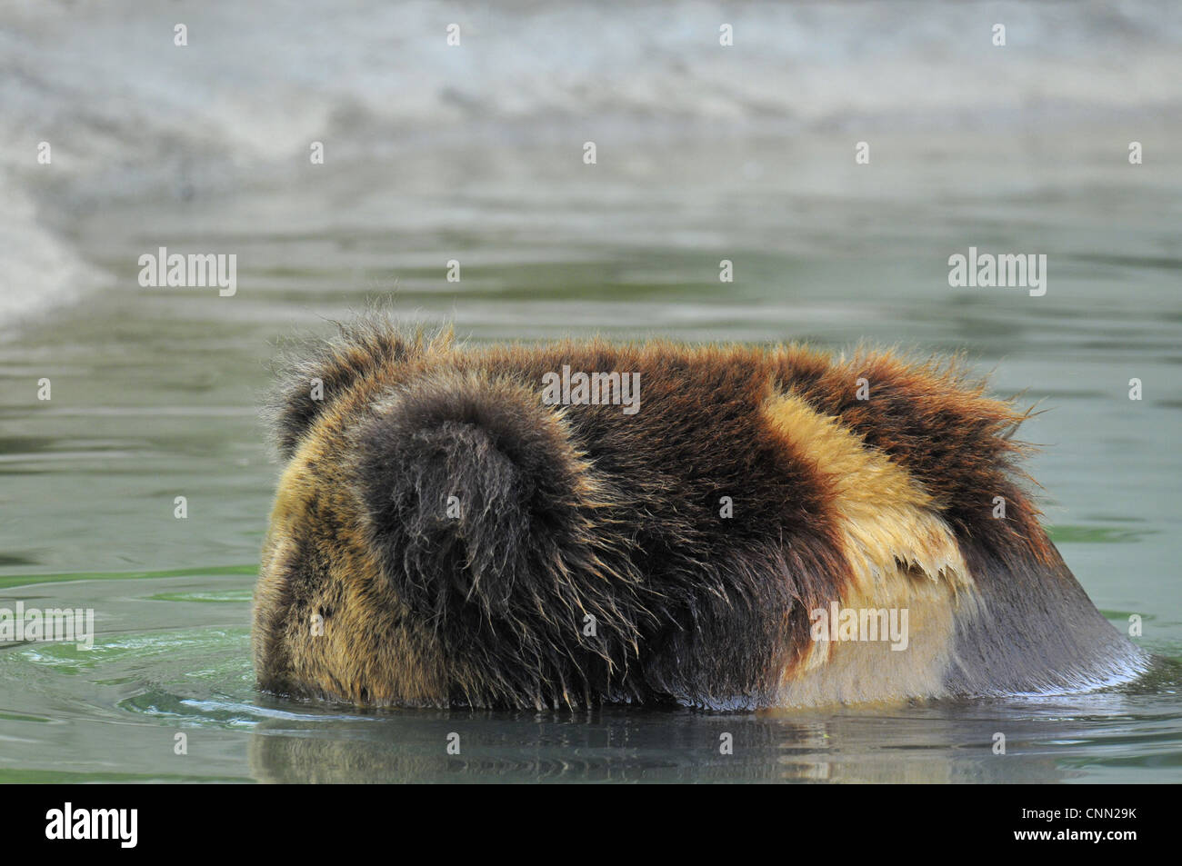 Tibetan Bear (Ursus arctos pruinosus) adult, with face in water, Animals Asia Rescue Centre, Chengdu, Sichuan, China, april Stock Photo