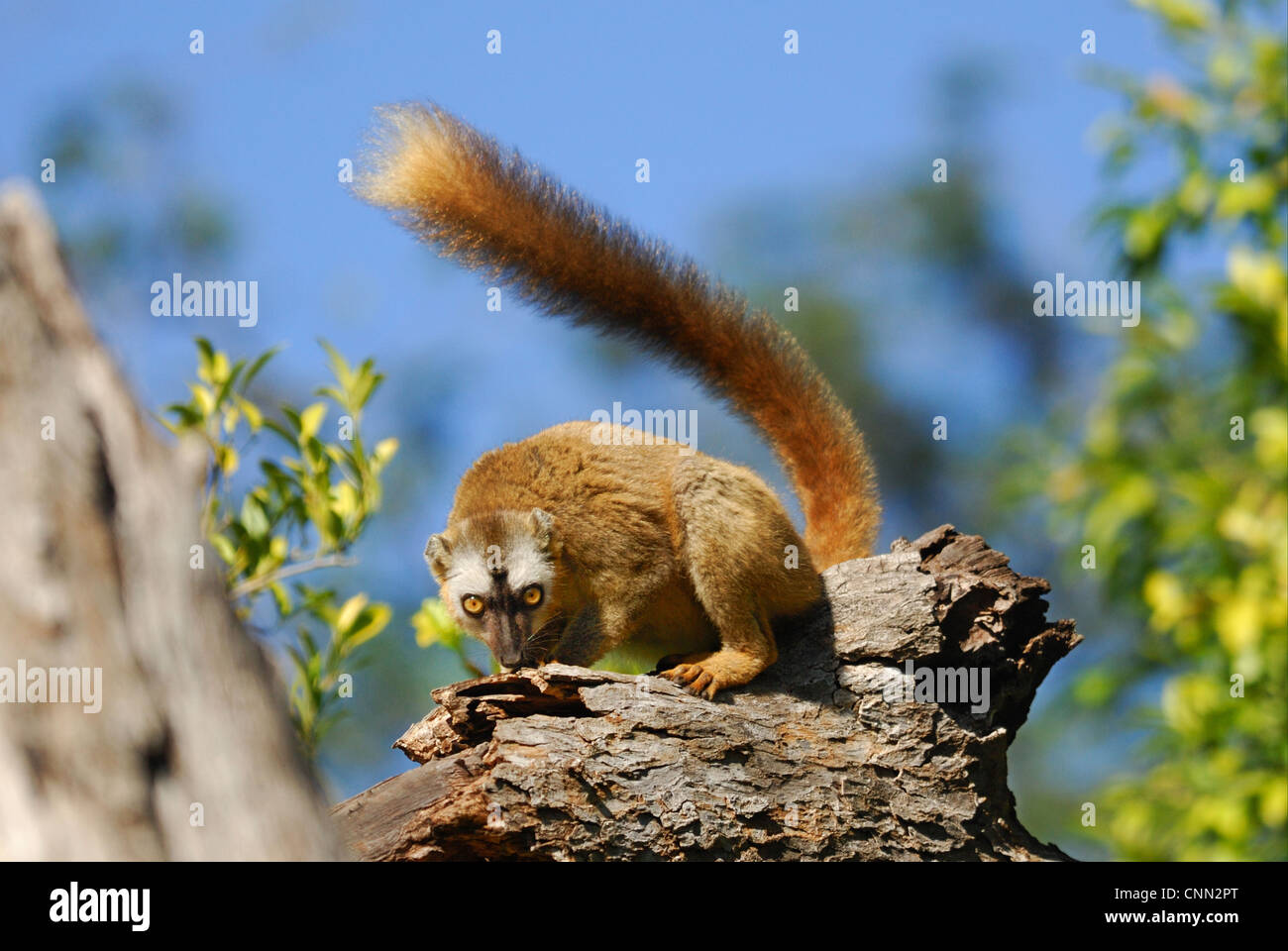 Red-fronted Brown Lemur Eulemur rufifrons adult female branch gallery forest Berenty Nature Reserve Southern Madagascar august Stock Photo