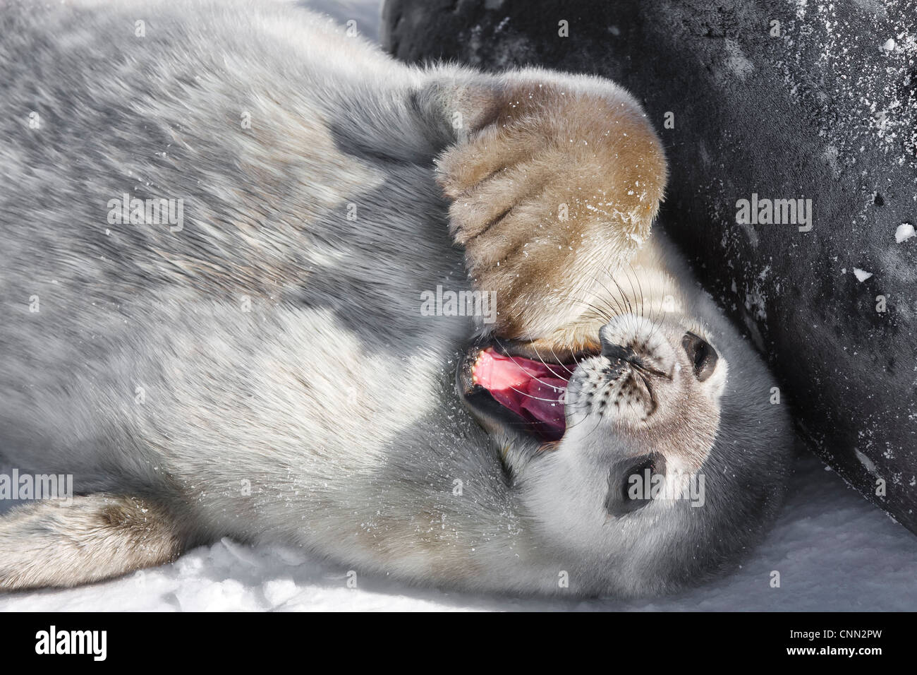 baby seal in Antarctica Stock Photo - Alamy