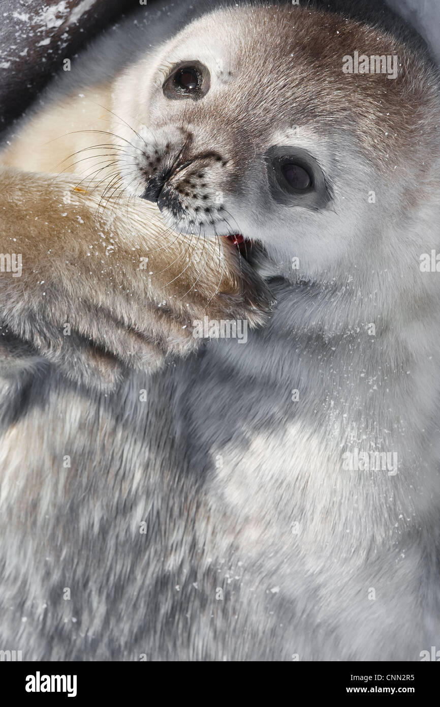 baby seal in Antarctica Stock Photo - Alamy