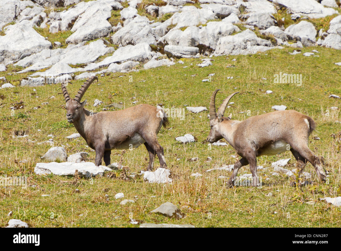 group of alpine ibex (Capra ibex) a wild goat species grazing on a rocky maedow in Switzerland Stock Photo