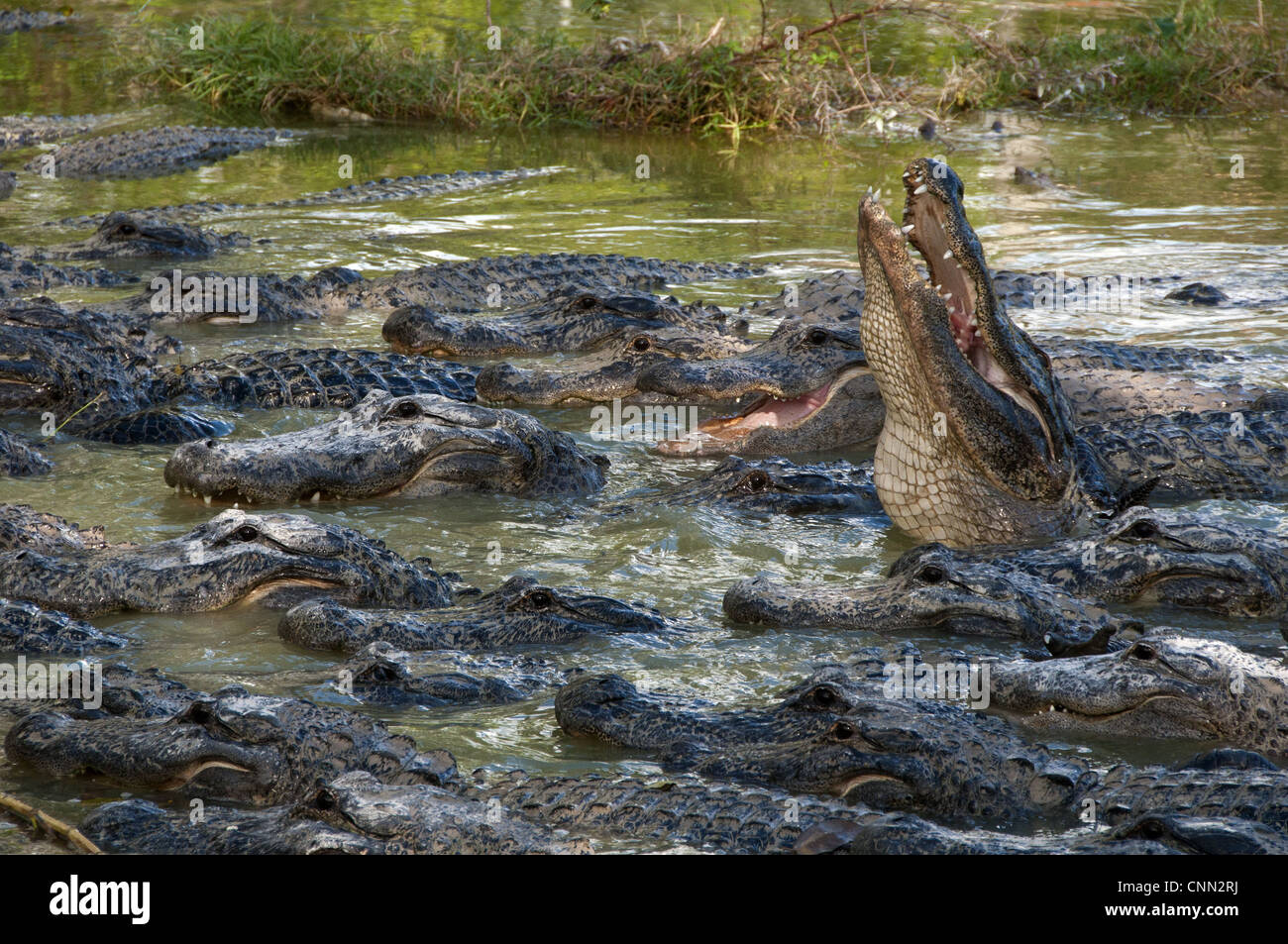 American Alligator (Alligator mississipiensis) adults, group in water ...