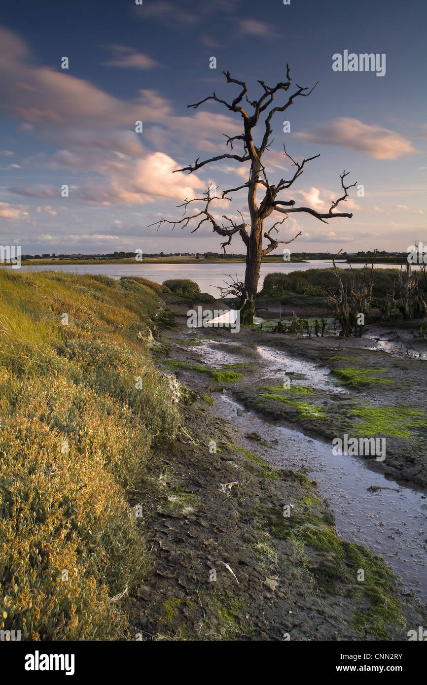 View wetland habitat sunset created mitigate against loss Fagbury mudflats as result expansion Port Felixstowe Trimley Marshes Stock Photo