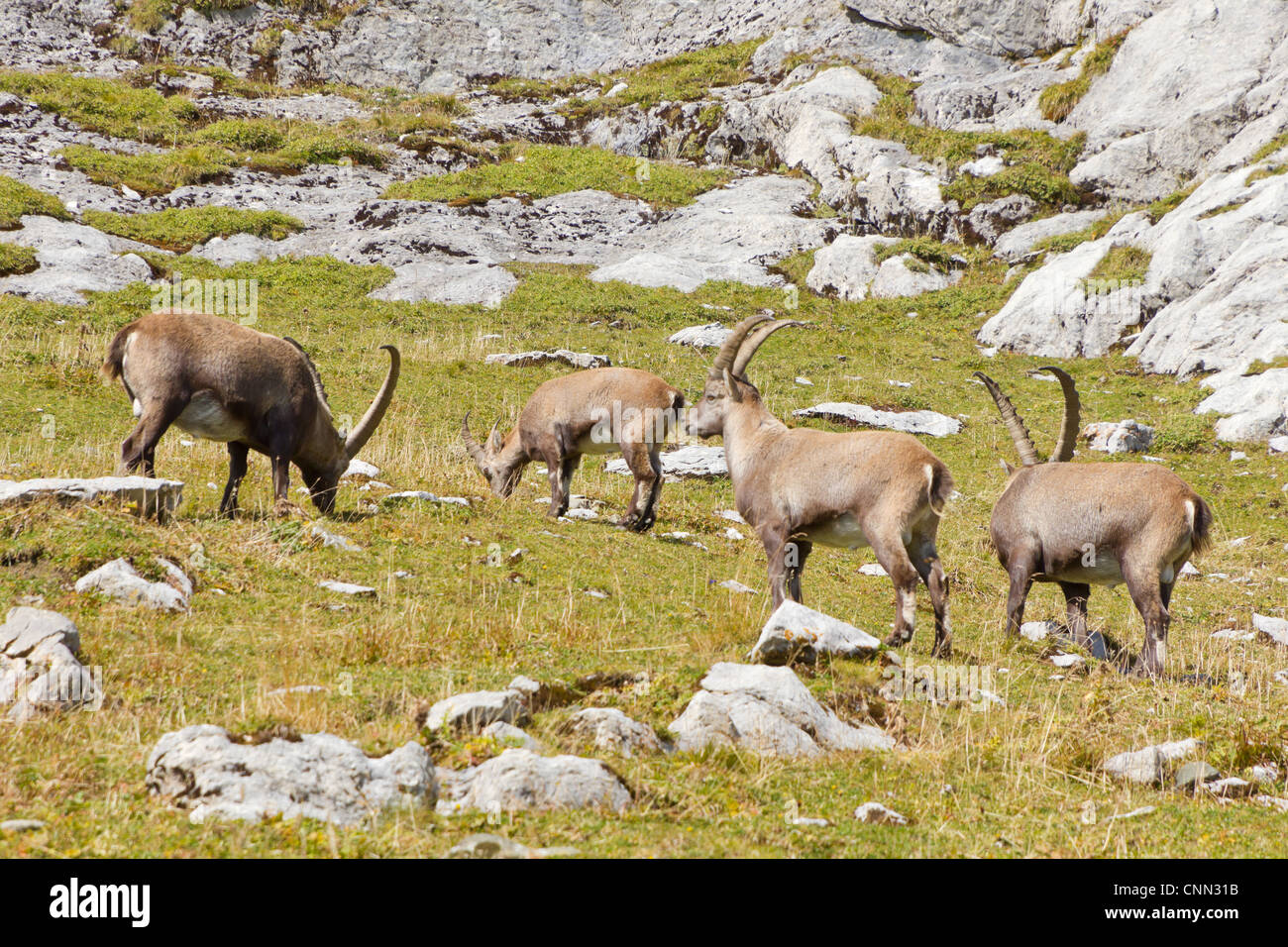 Goat Species Hi res Stock Photography And Images Alamy