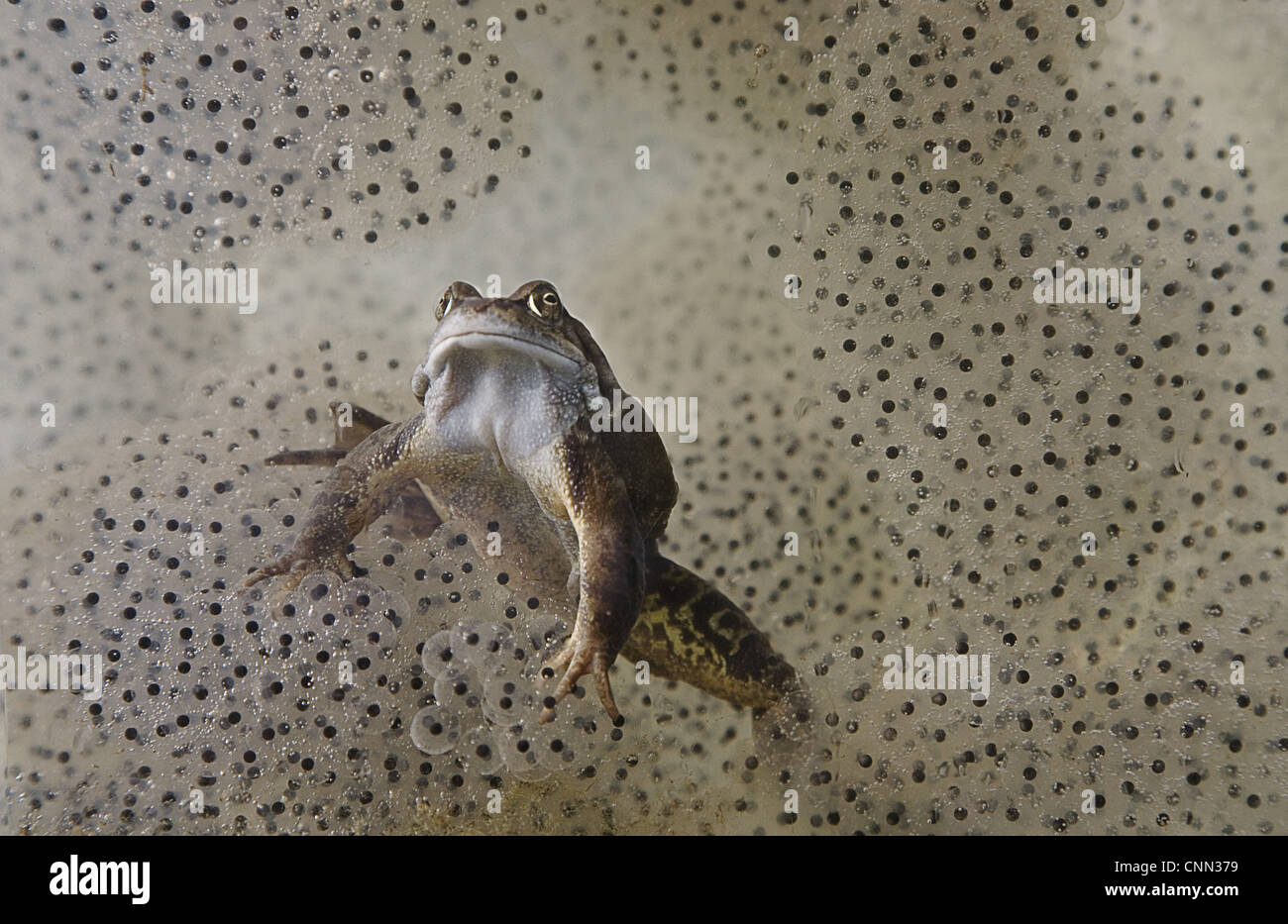 Common Frog (Rana temporaria) adult, underwater amongst spawn in garden pond, Bentley, Suffolk, England, may Stock Photo