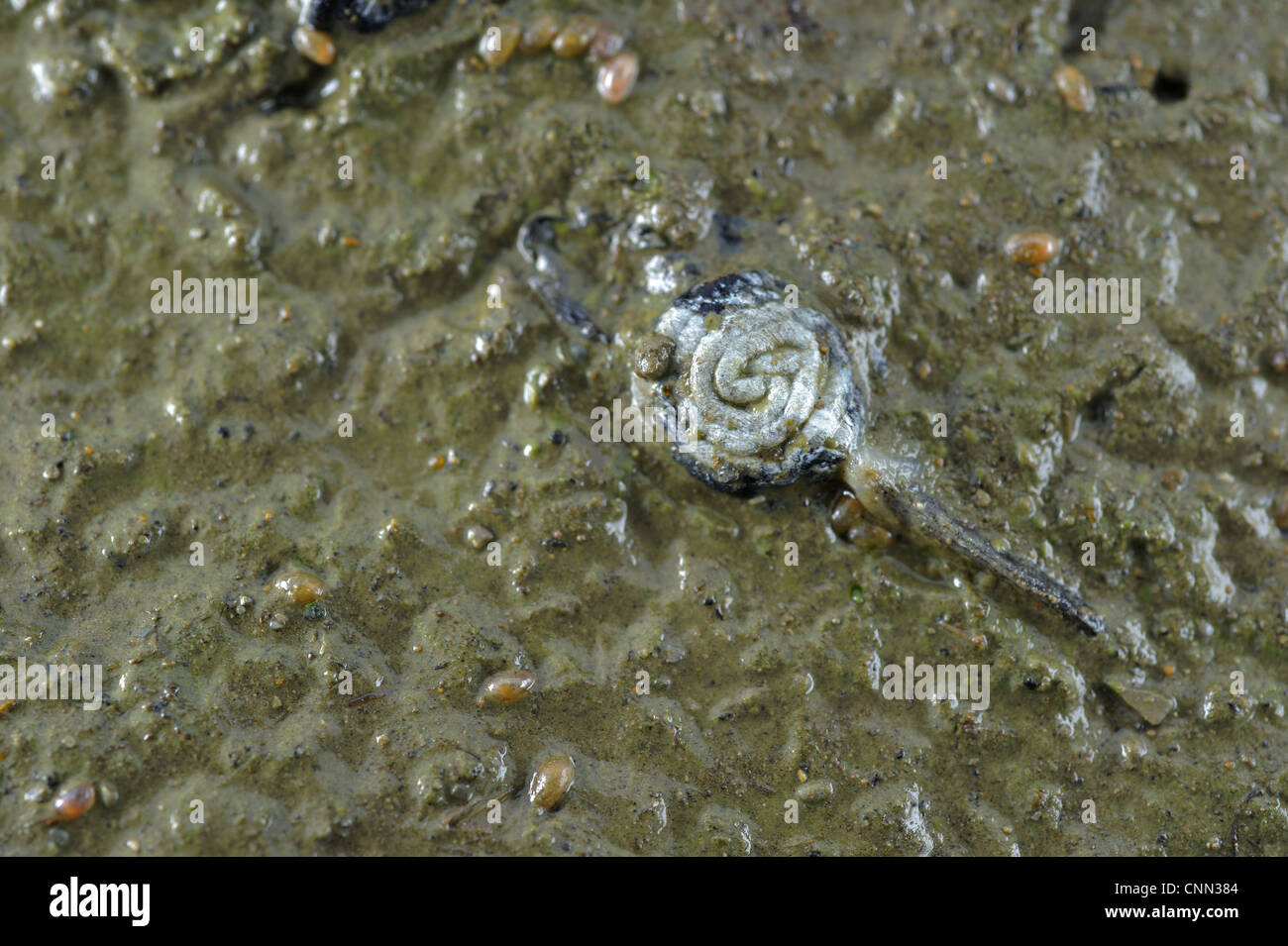 Common Frog (Rana temporaria) dead tadpole, died after water dried out