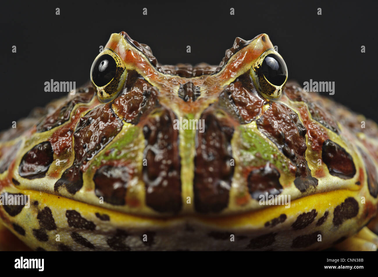 Argentinian Horned Frog (Ceratophrys ornata) adult, close-up of head Stock Photo