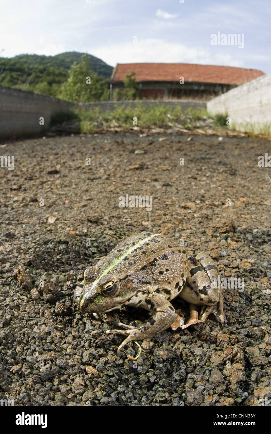 Marsh Frog (Pelophylax ridibundus) adult, trapped in dried-up artificial pond, Italy, august Stock Photo