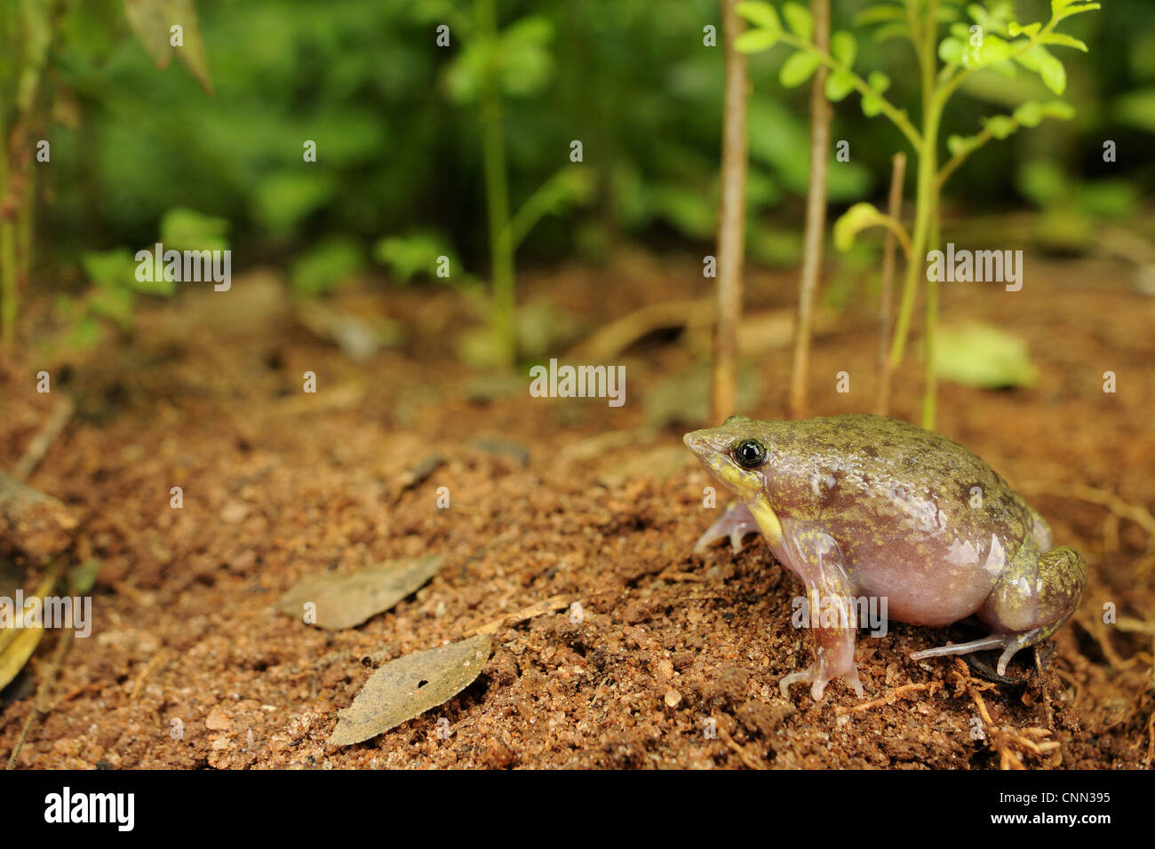 Mottled Shovel-nosed Frog (Hemisus marmoratus) adult, sitting on soil, Tanzania Stock Photo