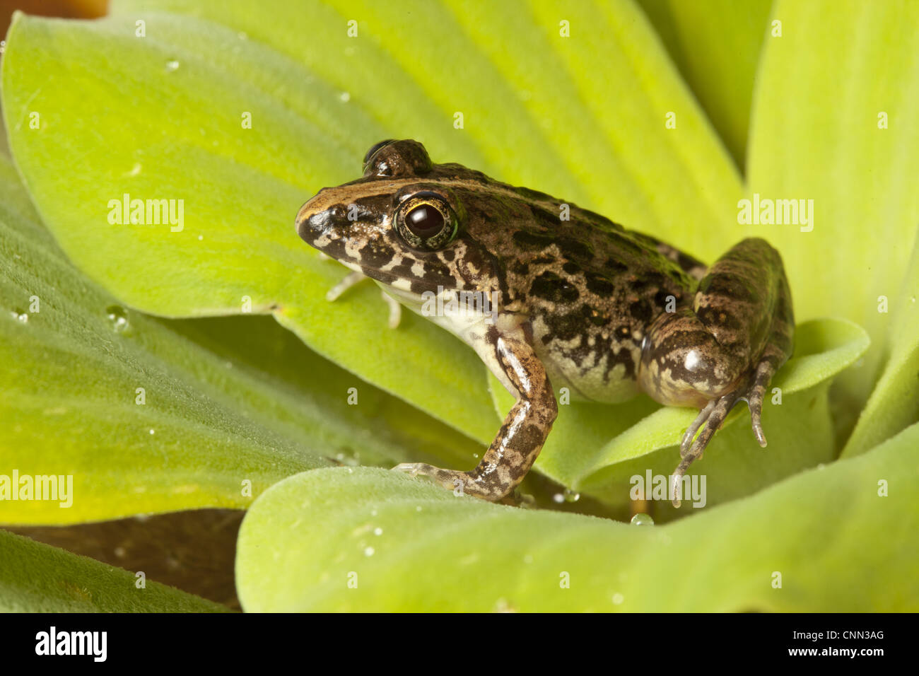 Paddy Frog (Fejervarya limnocharis) adult, sitting on leaves, Tuaran, Sabah, Borneo, Malaysia Stock Photo