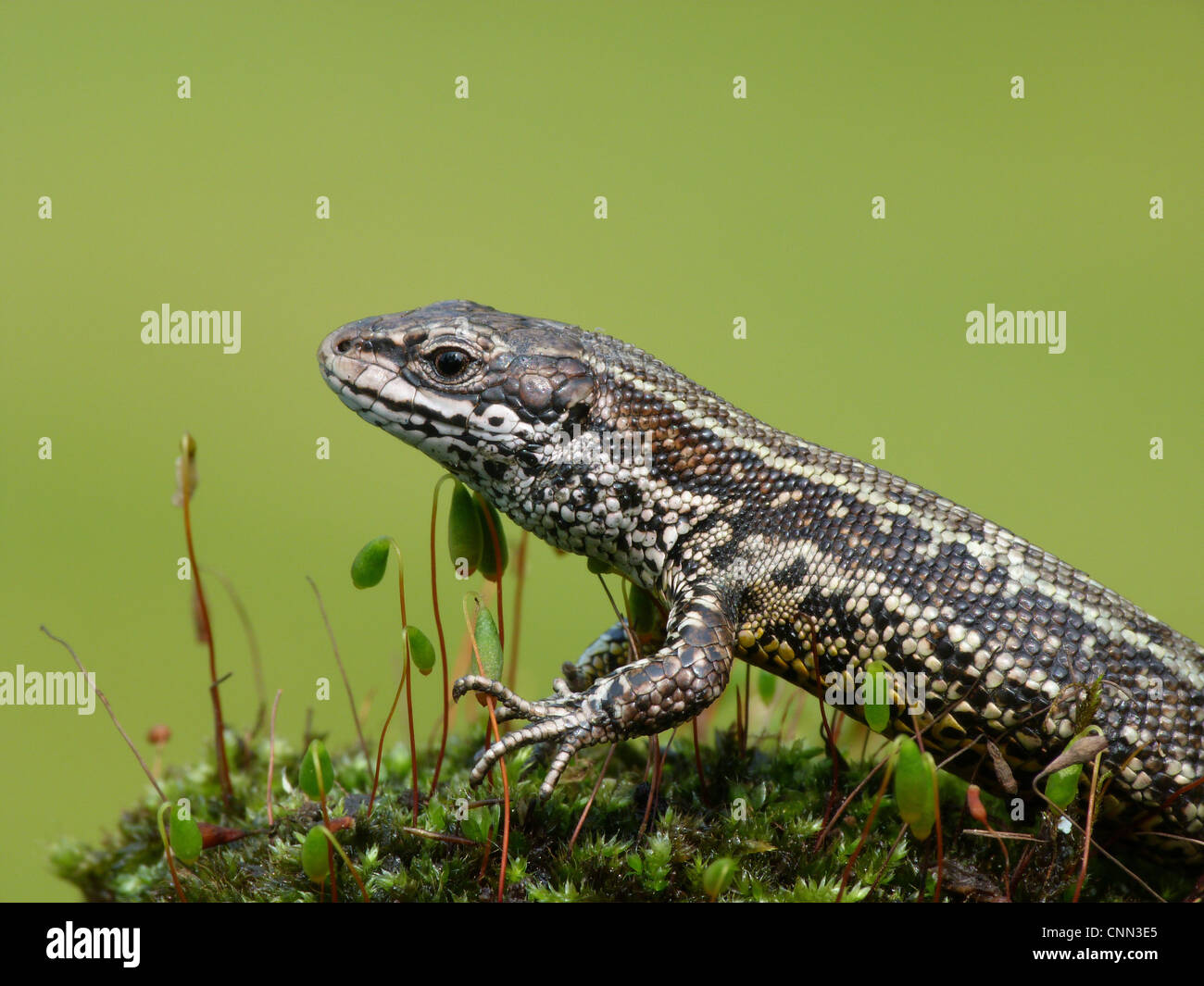 Common Lizard (Zootoca vivipara) adult, resting on moss, Italy, april Stock Photo