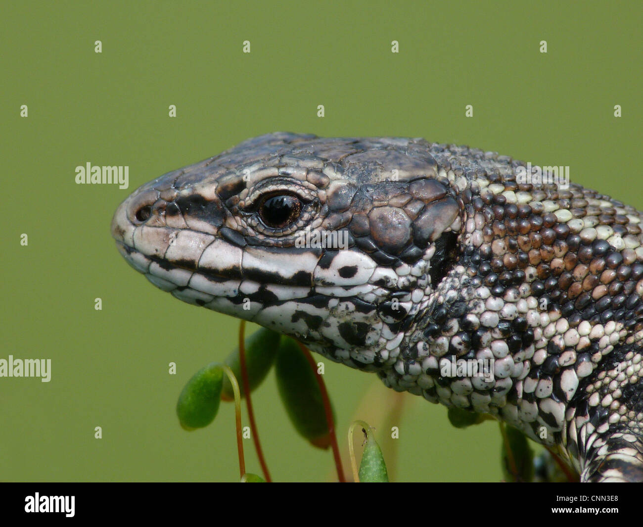 Common Lizard (Zootoca vivipara) adult, close-up of head, Italy, april Stock Photo
