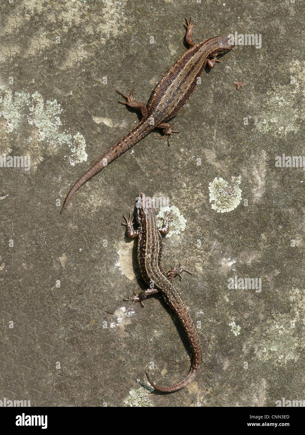Common Lizard (Zootoca vivipara) adult male and female, basking on lichen covered stone, Italy, april Stock Photo