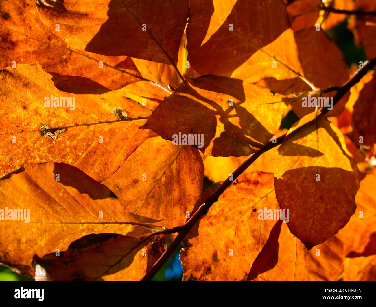 Beech leaves in backlight hi-res stock photography and images - Alamy