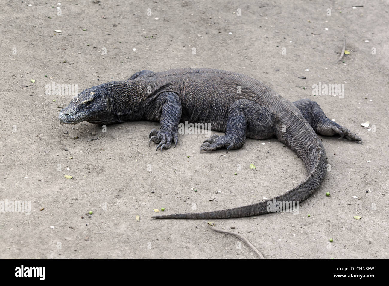 Komodo Dragon (Varanus komodensis) adult, resting, Komodo N.P., Komodo Island, Lesser Sunda Islands, Indonesia, march Stock Photo