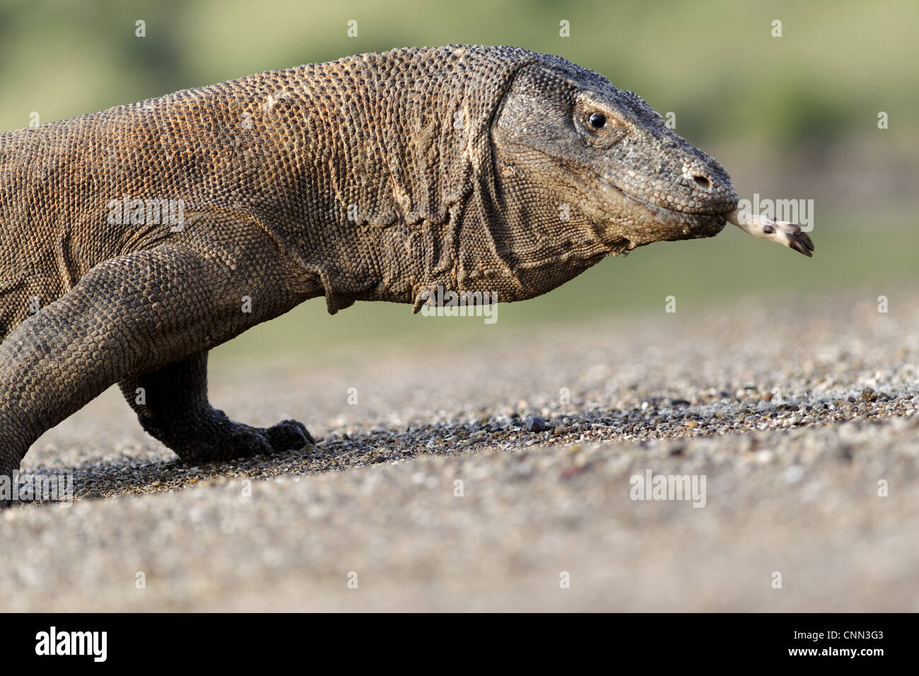 Komodo Dragon Varanus komodensis adult feeding deer leg in mouth Komodo N.P Komodo Island Lesser Sunda Islands Indonesia march Stock Photo