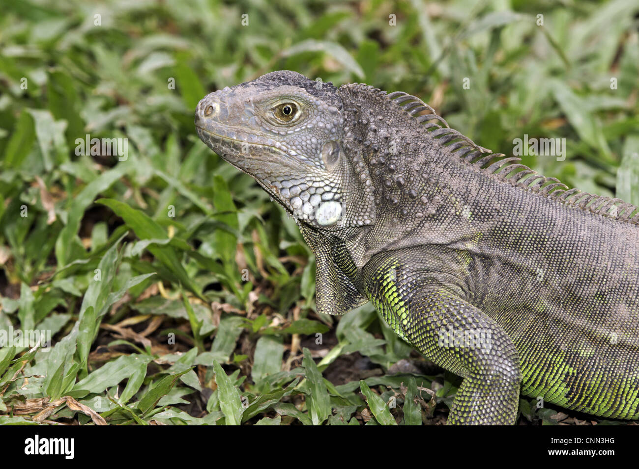 Green Iguana (Iguana iguana) introduced species, adult, close-up of ...