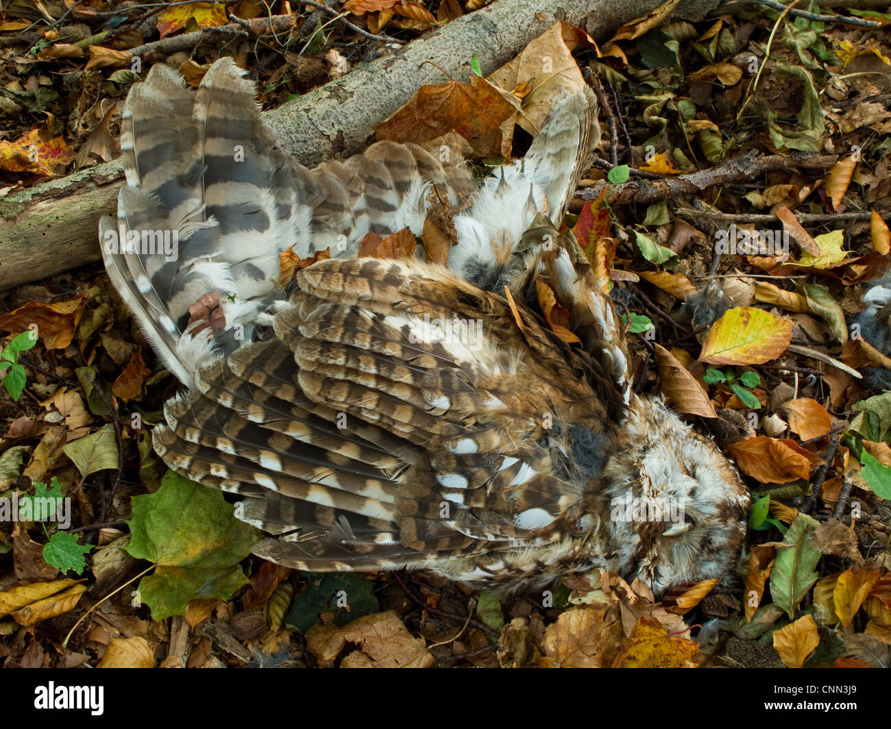 dead-tawny-owl-on-forest-floor-cause-of-death-unknown-stock-photo-alamy