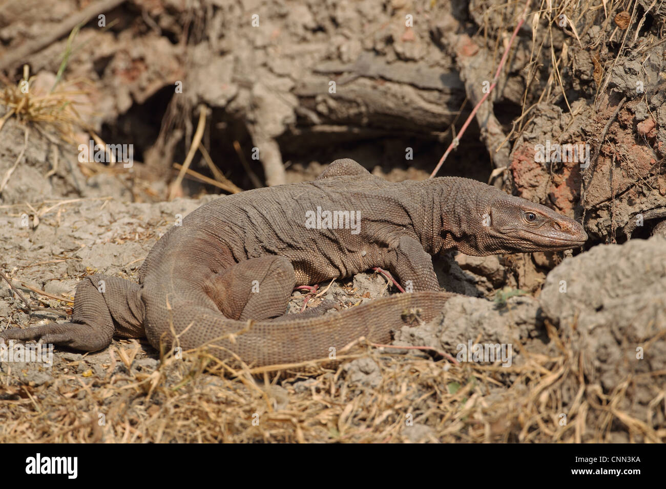 India varanus bengalensis bengal monitor hi-res stock photography and ...