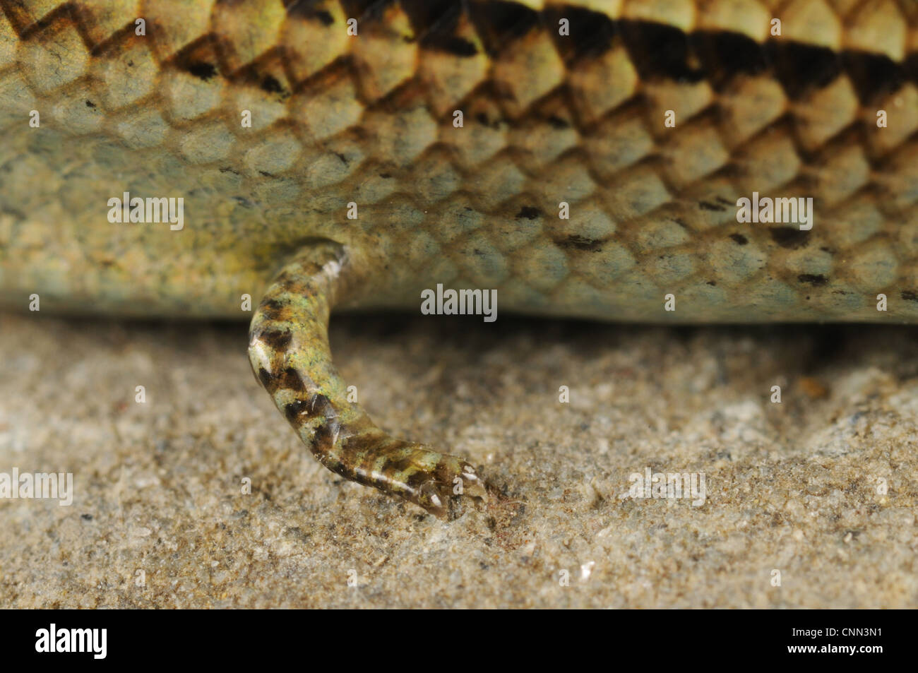 Snake With Vestigial Legs